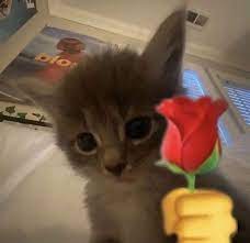 A gray kitty edited to hold a rose